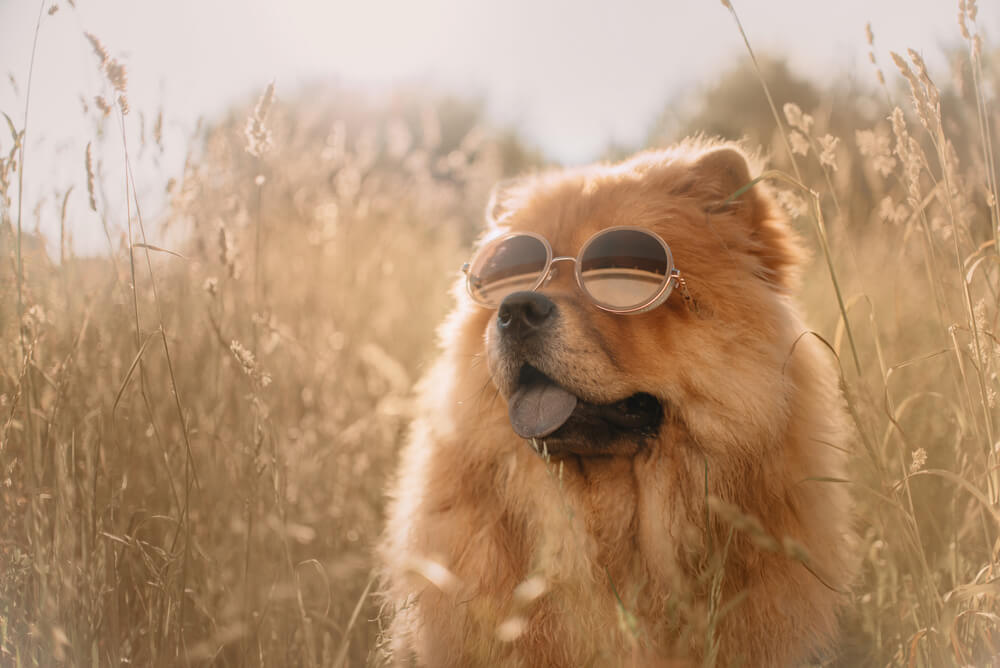 Chow chow dog posing in sunglasses in summer