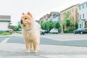 Chow Chow looking away