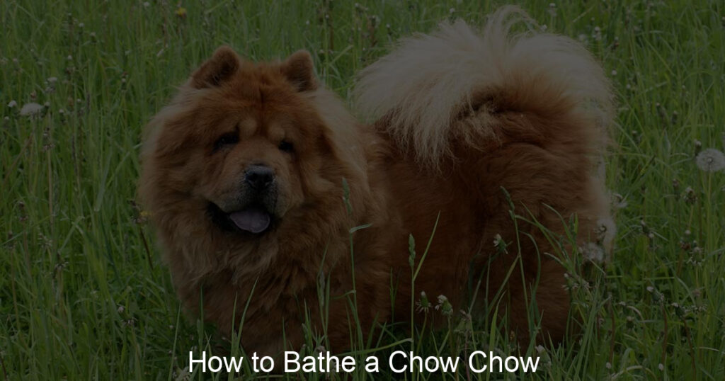 Chow Chow on the Grass