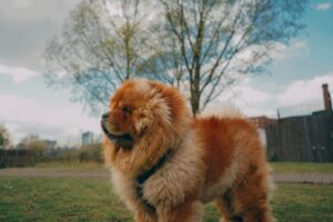 Chow Chow Looking Away