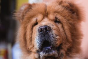 Chow Chow Smiling